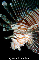 Lionfish. Picture taken on the second reef off Negombo, S... by Anouk Houben 